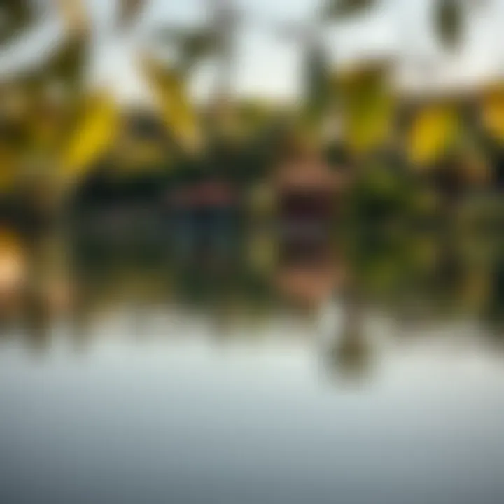 A tranquil lake reflecting the lush surroundings of Mushrif Park