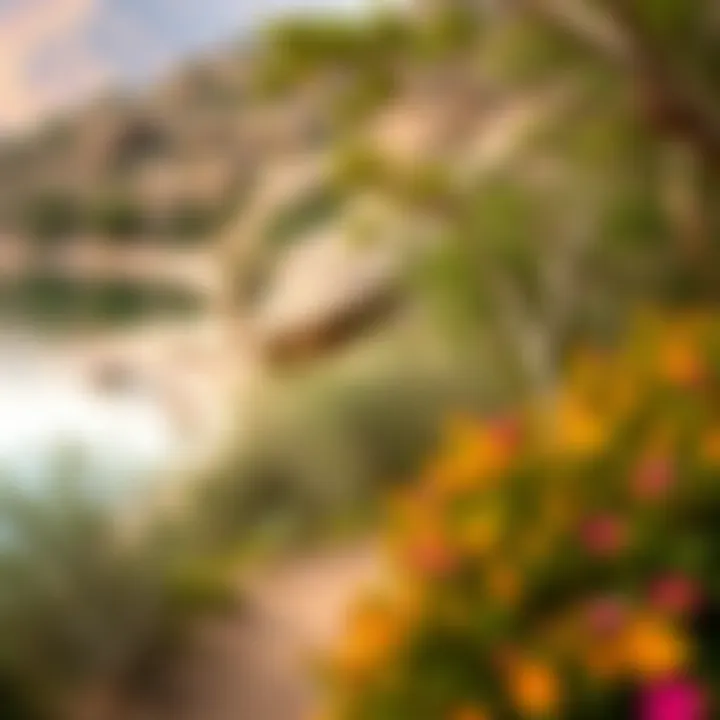 Nature trail alongside Hatta Lakes with vibrant flora