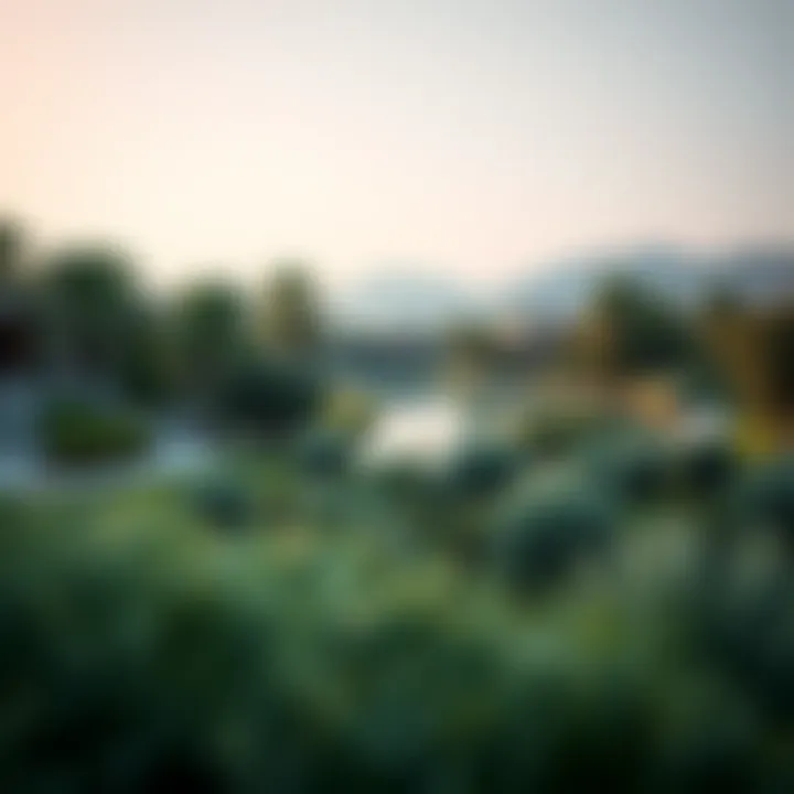Lush green landscapes in Mira Oasis